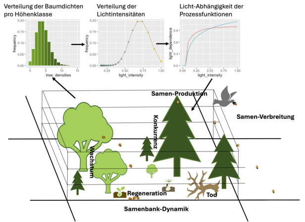 Überblick über das TreeMig Modell